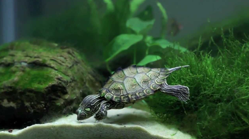 10 Aquatic Turtle Species for Captivating Aquarium Displays