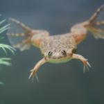 10 Unique Behaviors of Amphibian Pets