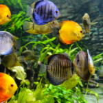 The Top 10 Exotic Fish for Your Freshwater Aquarium