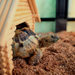 Top 10 Tips for Creating a Safe and Fun Outdoor Space for Pet Reptiles
